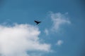 Flying bird in the blue and cloudy sky Royalty Free Stock Photo