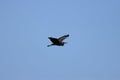 Flying bird on blue sky background. Grey heron. Royalty Free Stock Photo