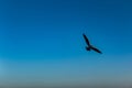 Flying bird in blue sky in naf River border of bagladesh