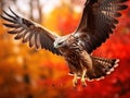 Flying bird Buzzard hawk with blurred orange autumn tree forest in background. Wildlife scene from nature. Bird in fly. Hawk in Royalty Free Stock Photo