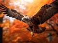 Flying bird Buzzard hawk with blurred orange autumn tree forest in background. Wildlife scene from nature. Bird in fly. Hawk in Royalty Free Stock Photo