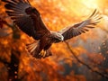 Flying bird Buzzard hawk with blurred orange autumn tree forest in background. Wildlife scene from nature. Bird in fly. Hawk in Royalty Free Stock Photo