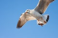 Flying bird carry food in mouth. Royalty Free Stock Photo