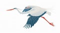 A flying bird with a feathered crane and a heron. A wild egret with a long, red beak, flies with spreaded wings. Freedom