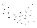 Flying bird. Flock of birds black silhouettes, abstract flight migration animal wildlife, simple seagull shapes