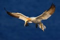 Flying bird. Flying Northern gannet with nesting material in the bill. Bird in fly with dark blue sea water in the background, Fly Royalty Free Stock Photo