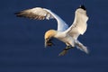 Flying bird. Flying Northern gannet with nesting material in the bill Bird in fly with dark blue sea water in the background Royalty Free Stock Photo