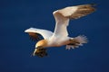 Flying bird. Flying Northern gannet with nesting material in the bill Bird in fly with dark blue sea water in the background Royalty Free Stock Photo