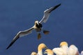 Flying bird. Flying Northern gannet with nesting material in the bill Bird in fly with dark blue sea water in the background Royalty Free Stock Photo