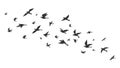 Flying bird. Free birds flock in flight black silhouettes. Tattoo image, freedom symbol wildlife vector illustration Royalty Free Stock Photo