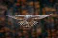 Flying bird Goshawk with blurred orange autumn tree forest in the background Royalty Free Stock Photo