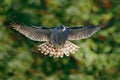 Flying bird Goshawk with blurred orange and green autumn tree forest in the background. Action wildlife scene from forest. Goshawk