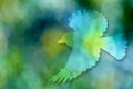 Flying bird , green background