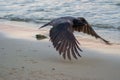 Flying bird - hooded crow Corvus cornix or hoodie over the water on the beach. Eurasian black and gray bird motion