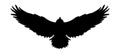 Flying bird icon logo, Vector eagle silhouette.Falcon illustration