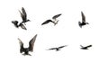 Flying bird isolate on white background Royalty Free Stock Photo