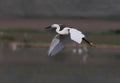 Flying Bird Egretta garzetta Royalty Free Stock Photo
