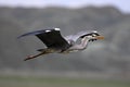 Flying Bird Grey Heron Royalty Free Stock Photo