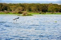 Flying bird - Lake Naivasha (Kenya - Africa) Royalty Free Stock Photo