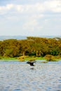 Flying bird - Lake Naivasha (Kenya - Africa) Royalty Free Stock Photo