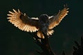 Flying bird. Morning back light. Owl in the forest. Bird in fly. Action scene Flying Eurasian Tawny Owl, with dark blurred forest