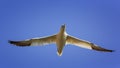 Northern gannet with nesting material Royalty Free Stock Photo