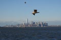 Flying bird from NYC