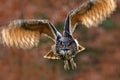 Flying bird with open wings in grass meadow, face to face detail attack fly portrait, orange forest in the background, Eurasian Ea