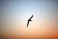 Flying bird over cloudless sky at sunset Royalty Free Stock Photo