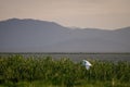 Flying bird over reeds of Jipe Lake, Kenya