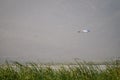 Flying bird over reeds of Jipe Lake, Kenya