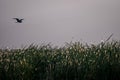 Flying bird over reeds of Jipe Lake, Kenya