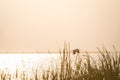 Flying bird over reeds of Jipe Lake, Kenya