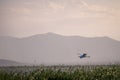 Flying bird over reeds of Jipe Lake, Kenya