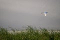 Flying bird over reeds of Jipe Lake, Kenya