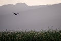 Flying bird over reeds of Jipe Lake, Kenya
