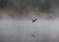 Flying bird over river in the fog Royalty Free Stock Photo