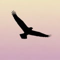 Of a flying bird possibly an eagle against a gradient sky transition Royalty Free Stock Photo