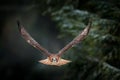 Flying bird of prey above the field meadow, Red-tailed hawk, Buteo jamaicensis, landing in the forest. Wildlife scene from nature Royalty Free Stock Photo