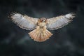 Flying bird of prey above the field meadow, Red-tailed hawk, Buteo jamaicensis, landing in the forest. Wildlife scene from nature Royalty Free Stock Photo