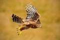 Flying bird of prey Goshawk, Accipiter gentilis, with yellow summer meadow in the background, bird in the nature habitat, action s Royalty Free Stock Photo