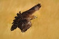 Flying bird of prey Goshawk, Accipiter gentilis, with yellow summer meadow in the background, bird in the nature habitat, action Royalty Free Stock Photo