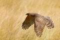 Flying bird of prey Goshawk, Accipiter gentilis, with yellow summer meadow in the background, bird in the nature habitat, action s