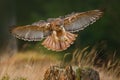 Flying bird of prey, Red-tailed hawk, Buteo jamaicensis, landing in forest. Wildlife scene from nature. Animal in the habitat. Ope Royalty Free Stock Photo