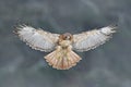 Flying bird of prey, Red-tailed hawk, Buteo jamaicensis, landing in the forest. Wildlife scene from nature. Animal in the habitat Royalty Free Stock Photo