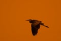 flying birds silhouette Royalty Free Stock Photo