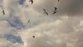 Flying bird seagull on a background of cloudy sunset sky. Slow motion, Full HD video, 240fps, 1080p