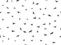 Flying bird seamless pattern. Flock flying birds silhouettes, graphic seagull shapes decorative element. Creative design Royalty Free Stock Photo