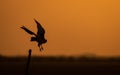 Flying Bird Silhouette and Golden hours