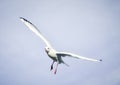 Flying bird - a single seagull with wings wide spread against pale blue sky Royalty Free Stock Photo